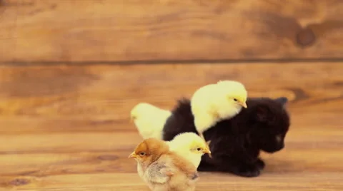 Kitten with chickens Stock Footage 67105142