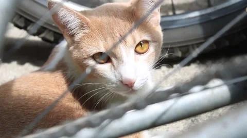 Kitten chillin at the backyard 스톡 동영상 131664378