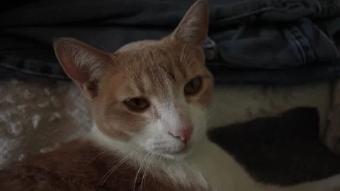 Kitten chillin on the couch 스톡 동영상 131664530