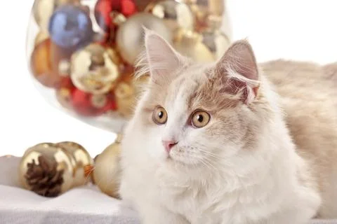 Kitten with Christmas Decorations on white background Stock Photos