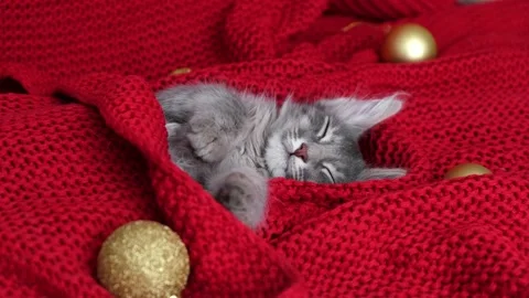 Kitten for christmas. Stockbeeldmateriaal 164855672