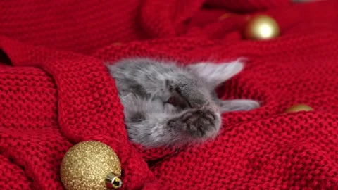 Kitten for christmas. Stock Footage 164855673