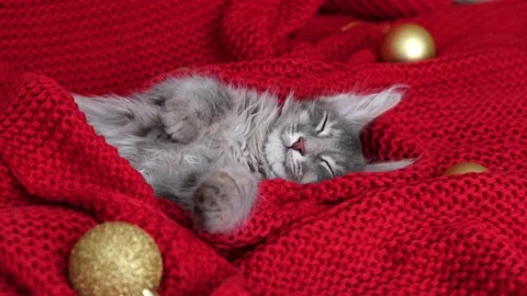 Kitten for christmas. Stock Footage 164855678