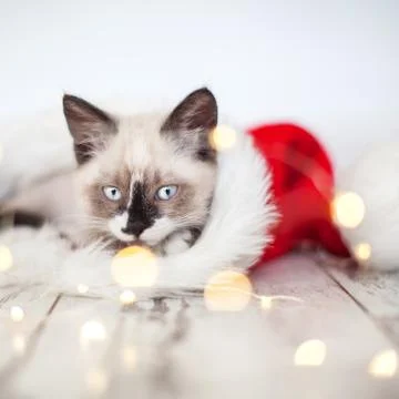 Kitten in christmas hat Stock Photos