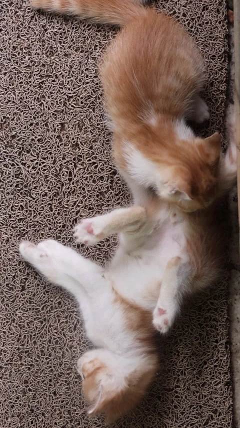 A kitten cleaning the anus of another kitten, mimicking mother cat. Stock Footage 279892387