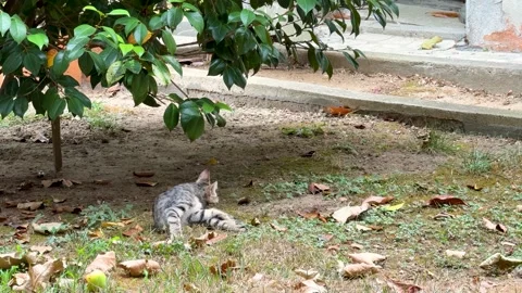 Kitten cleaning itself Stock Footage 330177659