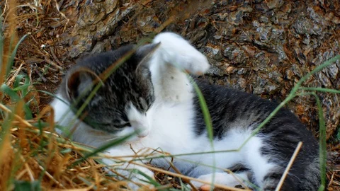 Kitten cleans itself in a rural environment Stock Footage 94510948