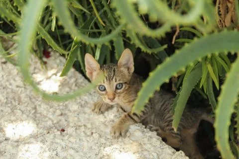 Kitten Clibmber 写真素材
