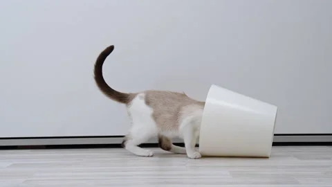 The kitten climbed into the pot Видео 194473531