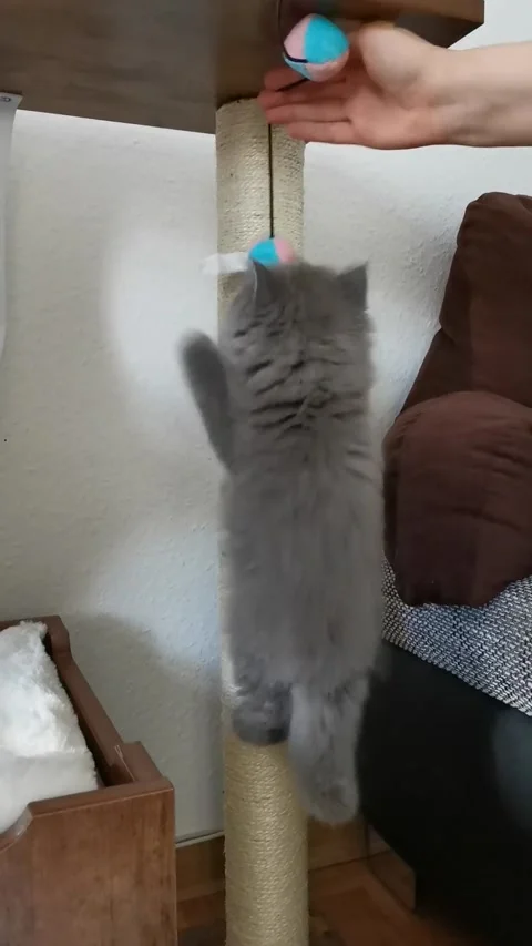 Kitten is climbing Vídeos de archivo 238767808