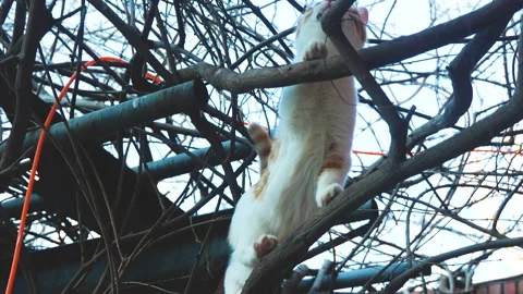 Kitten climbing up the tree and crawling on the tree Stock Footage 228812135