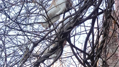 Kitten climbing up the tree and crawling on the tree Stock Footage 228812560