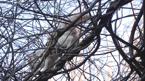 Kitten climbing up the tree and crawling on the tree Stock Footage 228822043