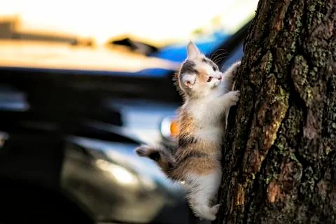 Kitten climbing up the tree Stock Photos