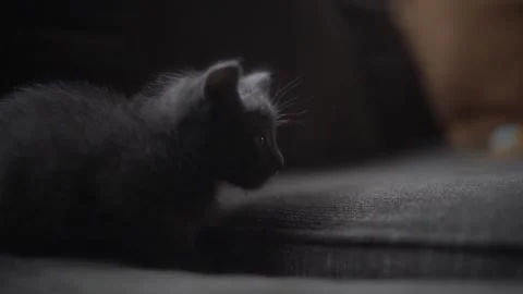 Kitten Close-Up 2 Slow Motion 1080p Stockbeeldmateriaal 170734796