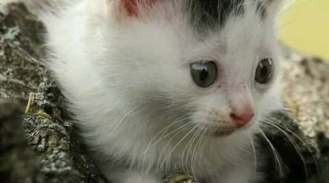 Kitten, a close up Видео 837441