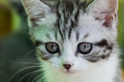 Kitten close up. 스톡 사진