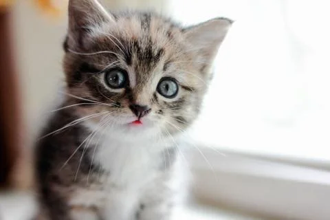 Kitten close-up Stock Photos