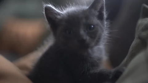 Kitten Close-Up Slow Motion 1080p Stockbeeldmateriaal 170734804