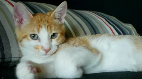 Kitten Closeup on couch Stock Footage 11335533