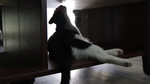 Kitten in coffee table, cute black and white domestic shorthair, 4k Stockbeeldmateriaal 251667399