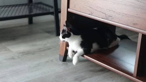 Kitten in coffee table, cute black and white domestic shorthair, 4k Stockbeeldmateriaal 251667412