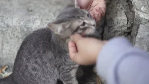 A kitten collage Stock Footage 145538978
