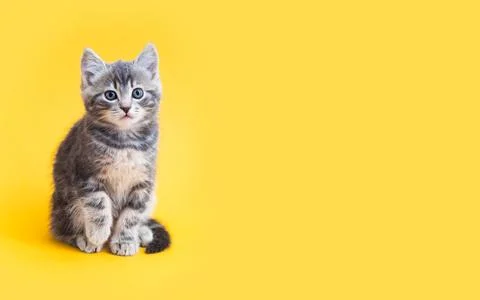 Kitten on color background with copy space. Gray small tabby cat isolated on Stock Photos