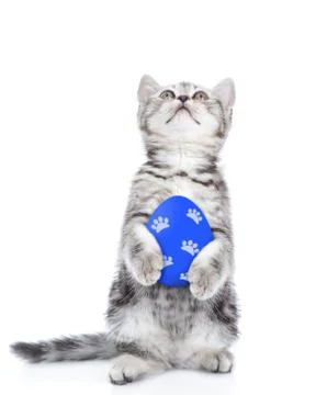 Kitten with colorful Easter eggs looking up. Isolated on white background Foto stock