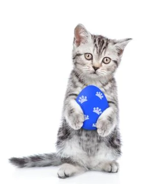 Kitten with colorful Easter eggs looking at camera. Isolated on white backgro Stock Photos