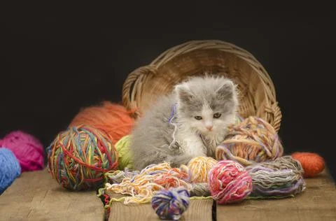 Kitten with colorful wool yarn balls Stock Photos