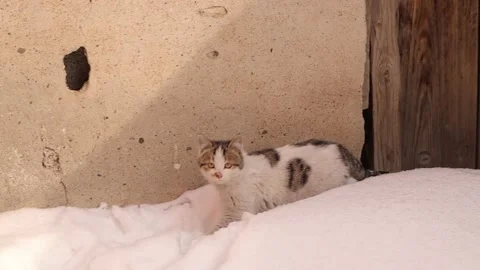 kitten comes out of its hiding Stock Video Pond5