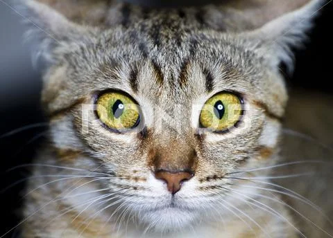 Kitten. common breed cat, with frightened eyes Stock Photos