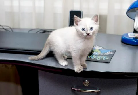 Kitten on a computer table Stock Photos