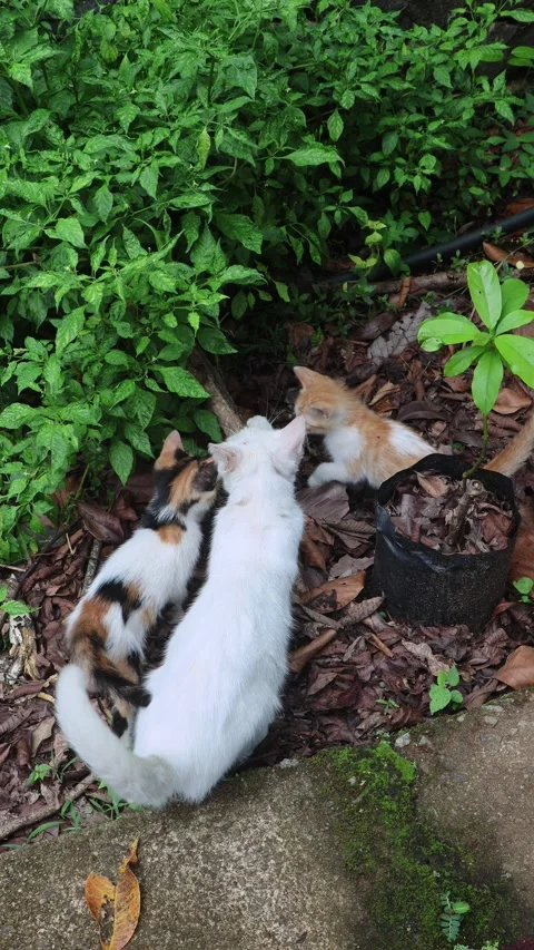 Kitten Copy Her Mom Scratching a Log. Stock Footage 310562483