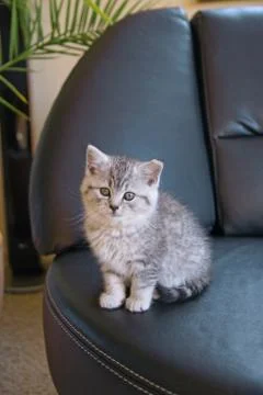 Kitten on the couch Stock Photos