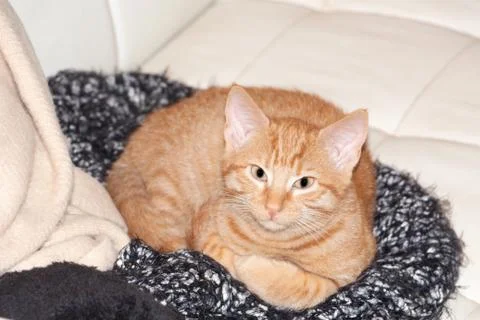 Kitten on a couch Stock Photos