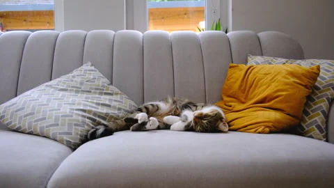 Kitten couch relaxing Stock Footage 246800408