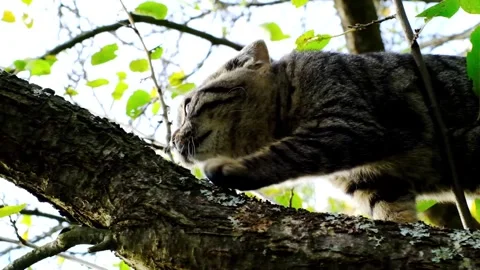 Kitten crawls up a tree and sharpens its claws. Slow motion. Stock Footage 278534826