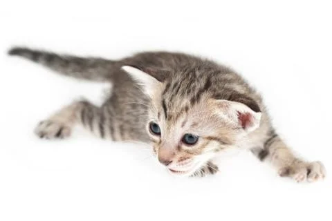 Kitten crouching Foto stock