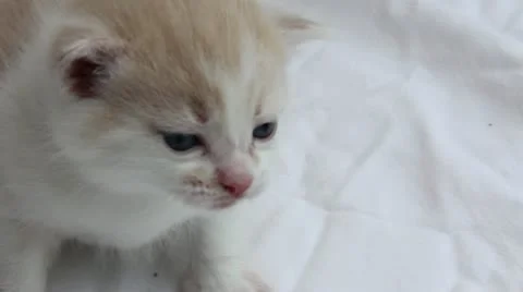 Kitten Crying Stock Footage 11082171