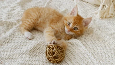 Kitten cuddling with a small ball. Cute Ginger Kitten playing with ball. Cute Stock Footage 162129712