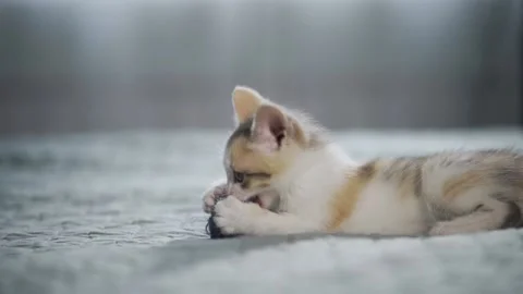 Kitten cuddling with a small blue ball on bad 4K. Stock Footage 158996305