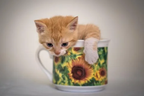 Kitten in cup Stock Photos