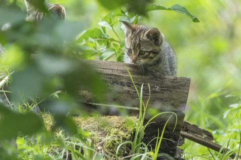 A kitten curiously exploring a log in the greenery, wildcat (Felis silvestris), Stockfoto's