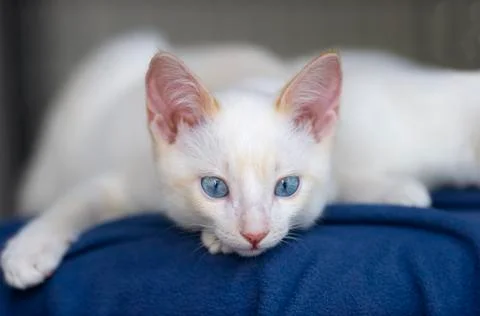 Kitten Cute Stock Photos