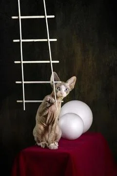 Kitten of the Devon Rex breed on a red table with white balls Fotos Stock
