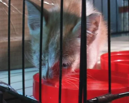 Kitten Drinking Stock Footage 118618