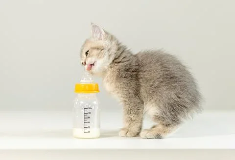 Kitten drinking milk from a bottle in a nurturing environment during a calm Stock Photos
