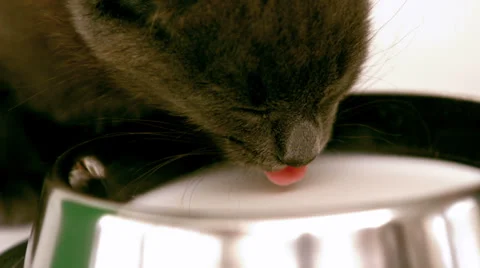 Kitten drinking milk Stock Footage